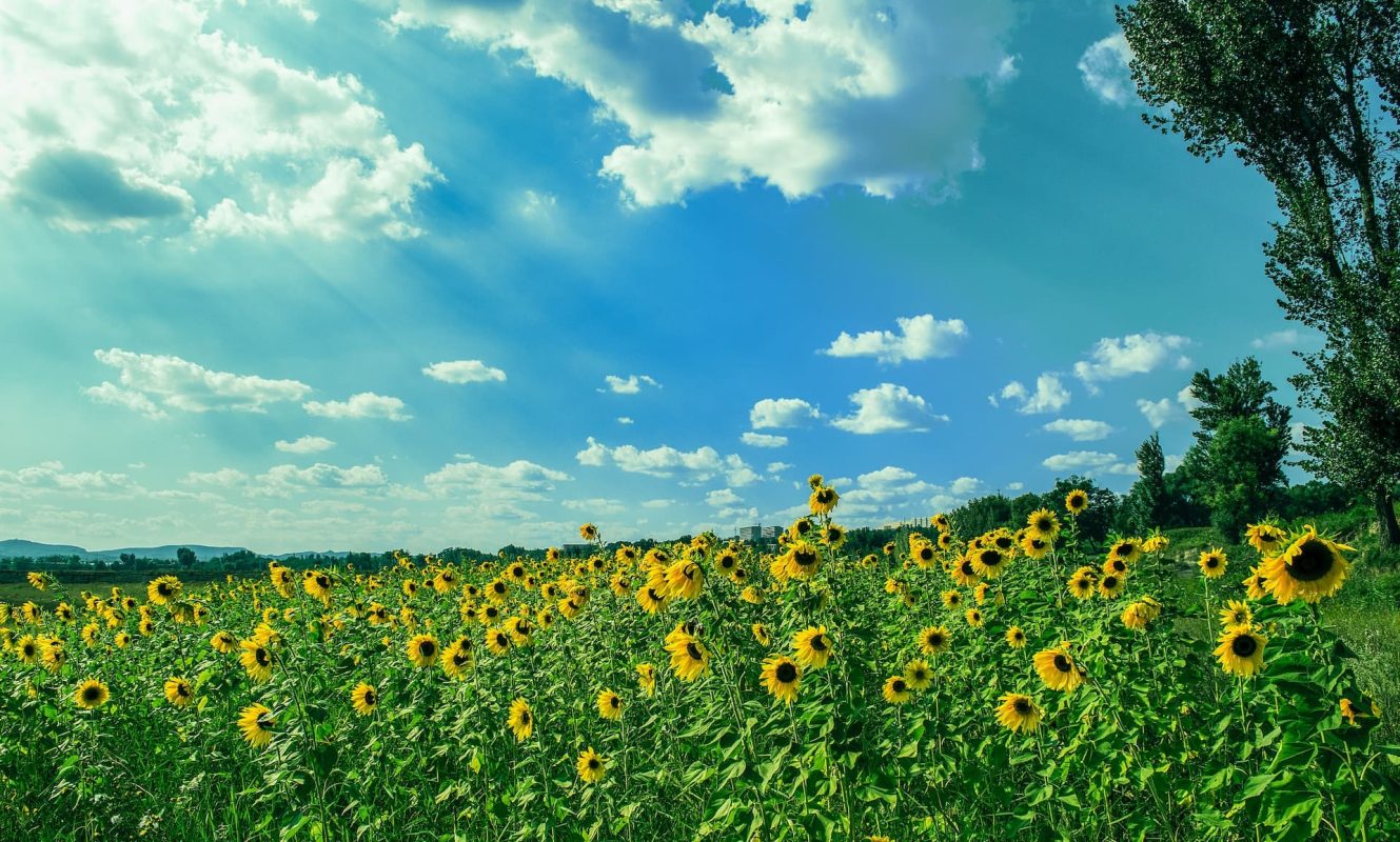 The Ultimate Guide to Sunflower Fertilization Tips for Healthy Plants and Abundant Yield