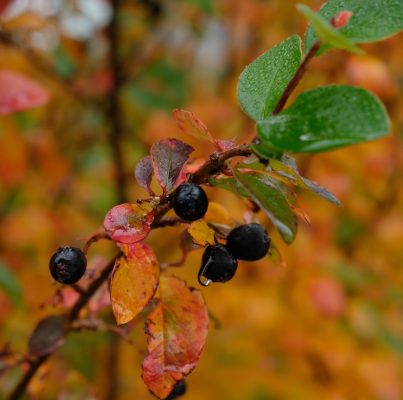 Aronia (Aronia melanocarpa) Cultivation A Guide to Growing Aronia Plants