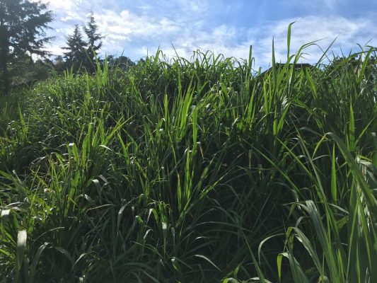 Maralfalfa (Pennisetum Purpureum × Pennisetum Glaucum): A Sustainable Forage Crop for Global Agriculture