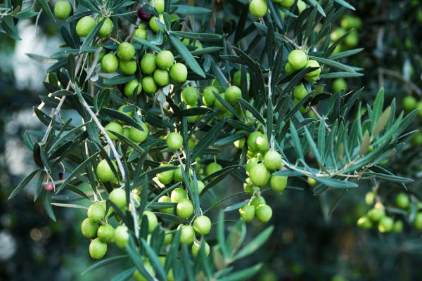 Climate Change Impacts Olive Production
