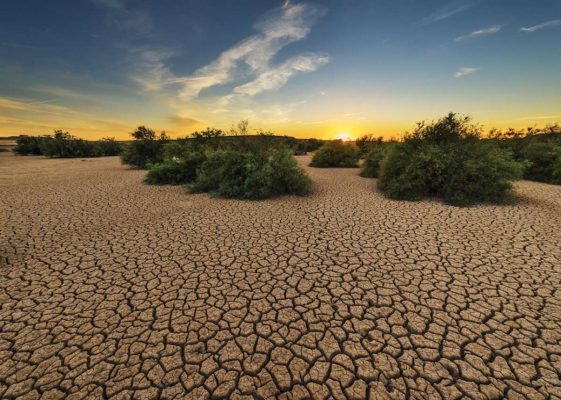 Coping with Drought: Plant Options that Consume Less Water
