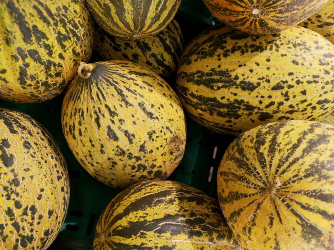 Cultivation of Cantaloupe: A Comprehensive Guide