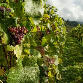 Drought and Temperature Rise Could Alter Grape Aromas Study Investigates the Effects of Climate Change