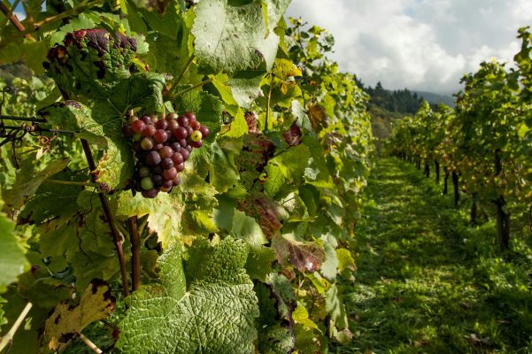 Drought and Temperature Rise Could Alter Grape Aromas Study Investigates the Effects of Climate Change