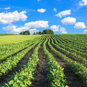 Unveiling Unintended Consequences: Organic Farms and Pesticide Use