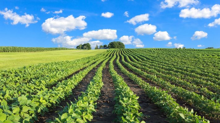 Unveiling Unintended Consequences: Organic Farms and Pesticide Use